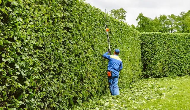 Taille d’une haie haute à la perche télescopique